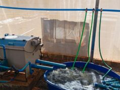 Projeto de Aquaponia pode fortalecer cadeia produtiva de pescado