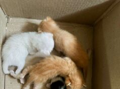 Várzea Grande dá primeiro passo para criação de políticas públicas de bem-estar animal – Várzea Grande dá primeiro passo para criação de políticas públicas de bem-estar animal