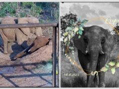 Elefanta Pupy morre no Santuário de Chapada dos Guimarães após quadro de desconforto gastrointestinal