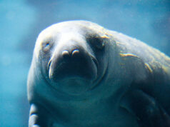 Foz do Amazonas: Licença exige R$ 40 mi em compensação – 20/10/2025 – Ambiente