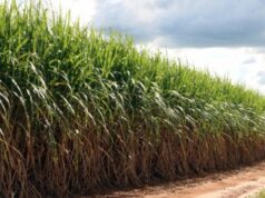 Juíza reconhece turbação e manda 200 pessoas desocuparem fazenda de 314 hectares