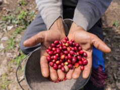 Com tarifaço, café do Brasil corre risco de perder espaço nos EUA