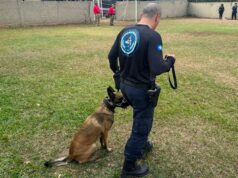 Guarda Municipal de Várzea Grande conclui curso de cães detectores de drogas do Bope – Guarda Municipal de Várzea Grande conclui curso de cães detectores de drogas do Bope