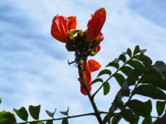 Árvore perigosa é proibida em estado do Brasil e pode gerar multa