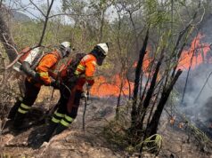Incêndio florestal na Chapada dos Veadeiros chega ao 3º dia. Vídeo