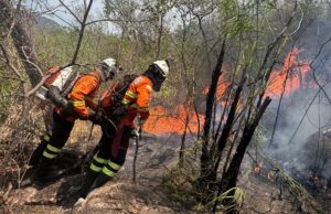 Incêndio florestal na Chapada dos Veadeiros chega ao 3º dia. Vídeo