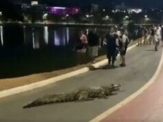 jacaré sai de lagoa para passear e bloqueia ciclovia