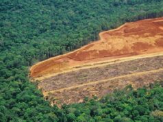 IA antecipa zonas com maior risco de desmatamento na Amazônia Legal