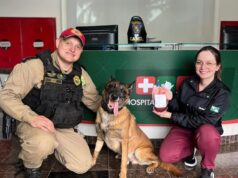Cão policial doa sangue para salvar cadela atropelada no Paraná