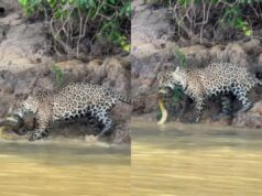 Onça-pintada é flagrada devorando sucuri em rio no Pantanal. Vídeo