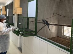 Criadouro contesta ICMBio e afirma manter 98 ararinhas-azuis saudáveis