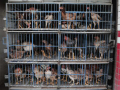 China suspende veto de importações após gripe aviária no Brasil