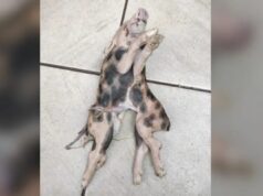 Leitão nasce com dois corpos e uma cabeça em Santa Catarina