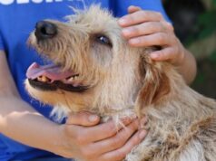 MPMT aciona Justiça por descumprimento de medidas de proteção animal