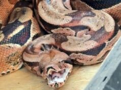 Bombeiros capturam jiboia escondida atrás de ar-condicionado no Paraná