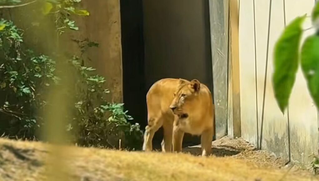 Leoa-que-matou-jovem-em-zoo-na-Paraiba-retorna-a-jaula-apos-observacao.jpg