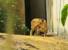 Leoa que matou jovem em zoo na Paraíba volta à jaula após recuperação