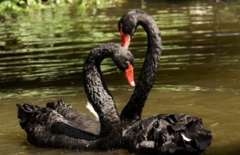 Os 8 “cisnes negros” que podem abalar os mercados globais em 2026, segundo Saxo Bank