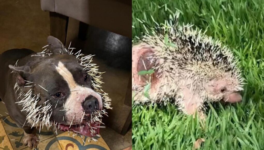 0db19f3a-american-bully-e-ourico.jpeg