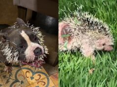 Cachorro fica ferido após ataque de ouriço-cacheiro em Uberlândia