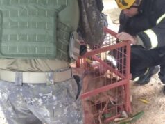 Onça-parda invade lavanderia e é capturada por bombeiros em MT