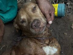 Cachorro pitbull é resgatado após ser enterrado ainda com vida em Cuiabá