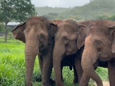 Santuário alega campanha de descredibilização e interesses escusos após morte de elefanta: “sem fundamento e para gerar medo”