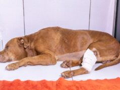 Cão resgatado após ser enterrado vivo não resiste a sequelas de maus-tratos e morre em Cuiabá