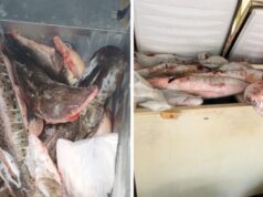 Operação mira quadrilha de pesca predatória no Rio Cuiabá que vendia peixes proibidos durante a piracema