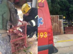 MT: onça-parda invade residência e é encontrada na lavanderia