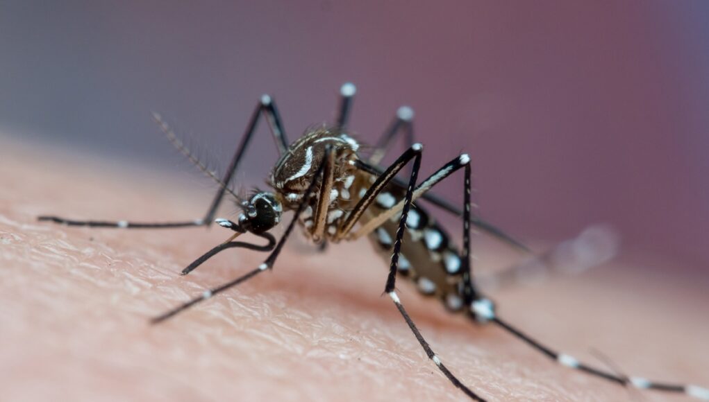 6a2766bb-aedes-aegypti.-zika-dengue-chikungunya.jpg