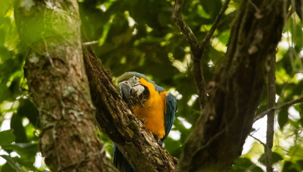 Araras-canindes-sao-soltas-no-Parque-Nacional-da-Tijuca-apos-mais-de-200-anos-de-extincao.jpg