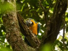 Araras-canindés voltam a voar livres no céu do Rio após 200 anos