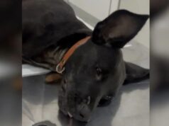 Cachorra que teve pata quebrada por tutor morre durante cirurgia em SC