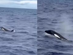 Pescador faz registro raro de orcas no litoral sul da Bahia. Assista