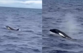 Pescador faz registro raro de orcas no litoral sul da Bahia. Assista