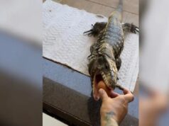 Lagarto adotado por família de Chapecó busca comida na mão dos donos