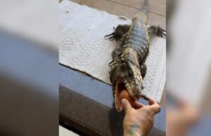 Lagarto adotado por família de Chapecó busca comida na mão dos donos