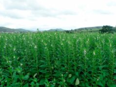 Gergelim ganha espaço em Mato Grosso e produção cresce mais de 17% em uma safra