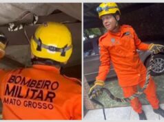 Bombeiros capturam cobra de 2,5 metros em telhado de residência