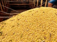 Polícia Civil desarticula grupo criminoso e prende quatro envolvidos em furto de mais de R$ 700 mil em soja