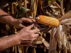 Em dois anos, Egito sobe da 22ª para a 2ª posição entre os principais destinos das exportações de Mato Grosso