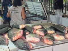 Meia tonelada de pescado é apreendida e três comerciantes são autuados por crime ambiental na Feira do Praerinho