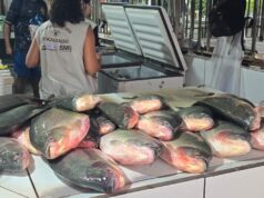 Operação conjunta apreende aproximadamente meia tonelada de pescado irregular em feira da Capital