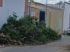 Prefeitura de Várzea Grande concentra força-tarefa na retirada de árvores caídas e desobstrução de ruas e avenidas após vendaval – Prefeitura de Várzea Grande concentra força-tarefa na retirada de árvores caídas e desobstrução de ruas e avenidas após vendaval