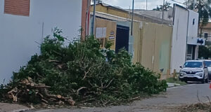 Prefeitura de Várzea Grande concentra força-tarefa na retirada de árvores caídas e desobstrução de ruas e avenidas após vendaval – Prefeitura de Várzea Grande concentra força-tarefa na retirada de árvores caídas e desobstrução de ruas e avenidas após vendaval