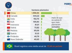 China foi o país que mais plantou florestas na última década