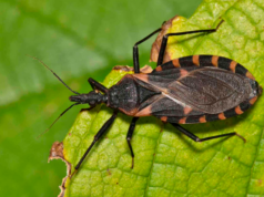 Chagas acende alerta e reforça prevenção em Várzea Grande – Chagas acende alerta e reforça prevenção em Várzea Grande