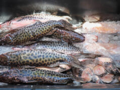 Últimas horas para comprar pescado fresco e a preço acessível – Últimas horas para comprar pescado fresco e a preço acessível