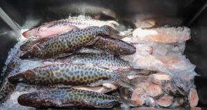 Últimas horas para comprar pescado fresco e a preço acessível – Últimas horas para comprar pescado fresco e a preço acessível